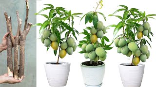 Magic Techniques to Reproduce Mango Trees From Cutting
