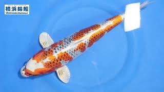 横浜錦鯉】孔雀(新潟県・宮石養鯉場産)43㎝ - YouTube