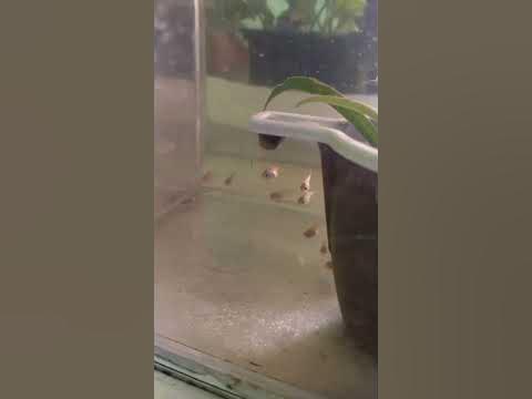 Ниерери. Скоро станут радужными красавцами. #aquariumshow #aquarium # ...