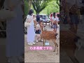 日本の鹿 ヨーロッパの観光客が初めて愛した 🫎♥️👌