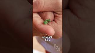 Tiny Praying Mantis Posing on a Finger, Washing Itself  | Cute Tiny Insects Up Close   #shorts #cute