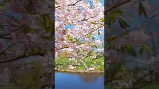 :  ,   / Sakura blooming / Japan cherry blossom