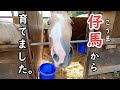 馬を仔馬から育てるとこうなります。