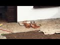 Dog puppies playing and fighting funny