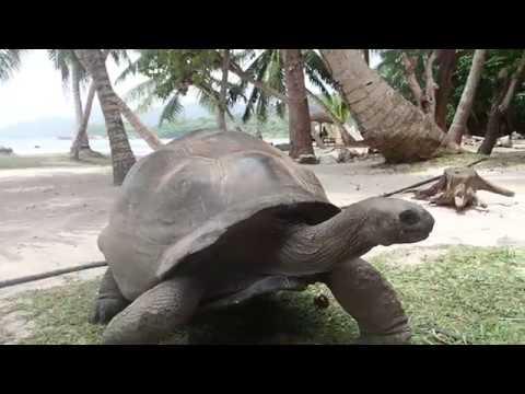 Video: Rødørede Skildpadder: Pleje Og Vedligeholdelse