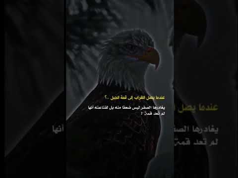 كن صقر في زمن الغرابنا صقر