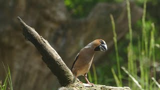 Coccothraustes coccothraustes - Hawfinch - Appelvink