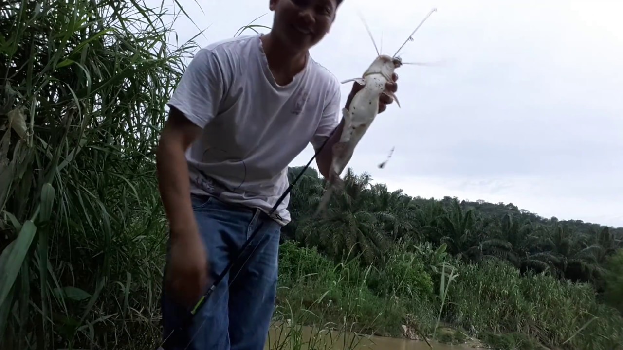 Umpan baung