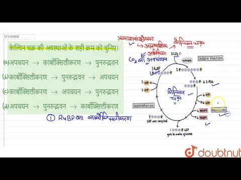 वीडियो: केल्विन चक्र की प्रतिक्रियाओं का सही क्रम क्या है?