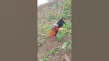 gà rừng số 1 cực đỉnh.qaib qus xuv khav tiag tiag