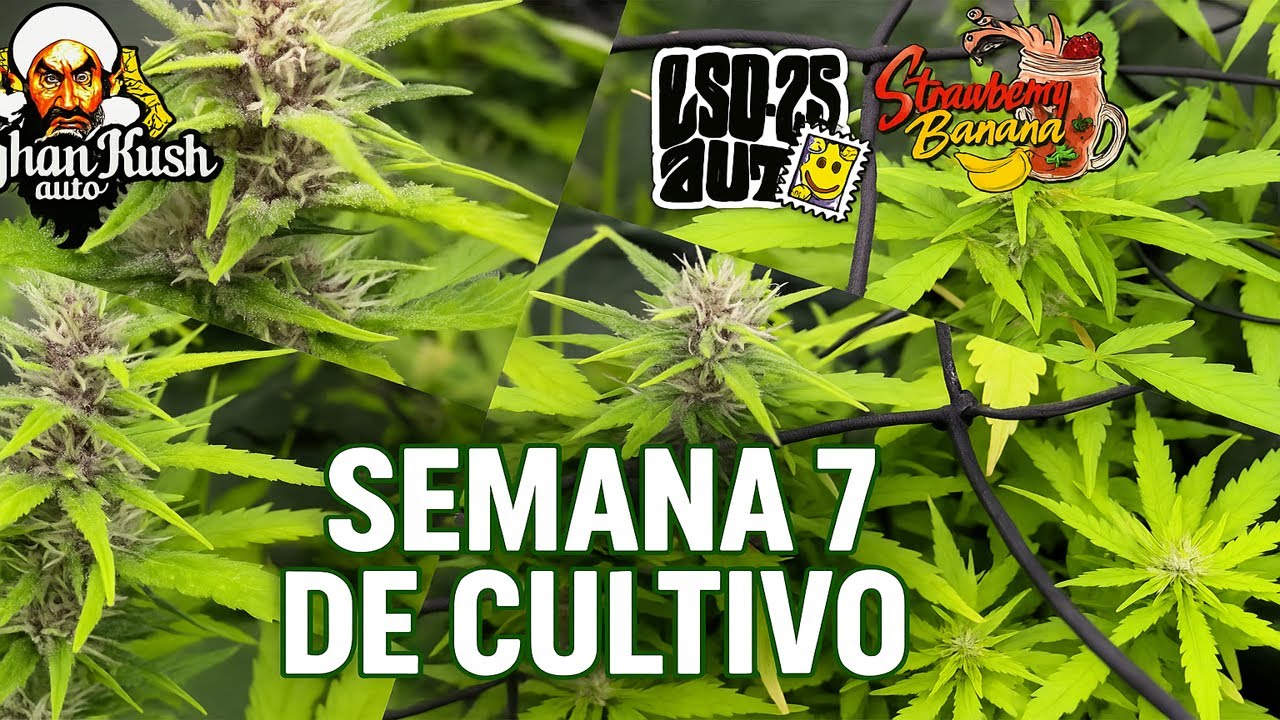 Semana 7 de Cultivo 🌱 Autoflorecientes en Floración