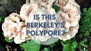 Berkeley's Polypore Mushroom Identification and Look Alike