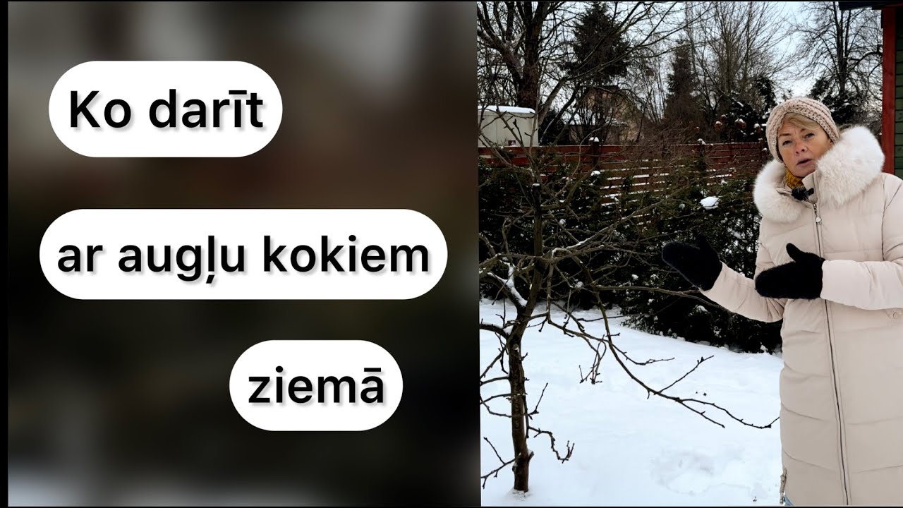 7.Epizode | Ko darīt ar augļu kokiem ziemā