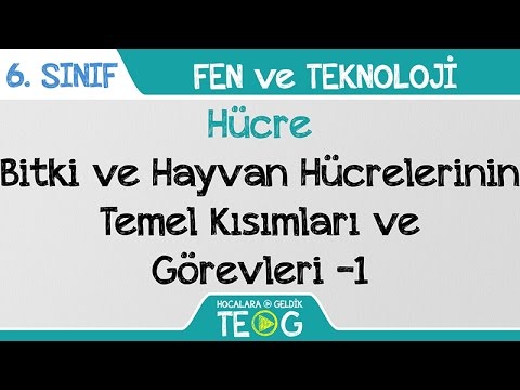 Video: Hayvan hücresinin bölümleri ve görevleri nelerdir?