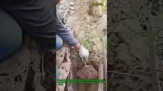 Efficient Tree Planting Machine in Action #worker #process #seedlings #heavyequipment #farming