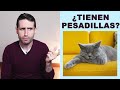 ¿Los gatos tienen pesadillas?