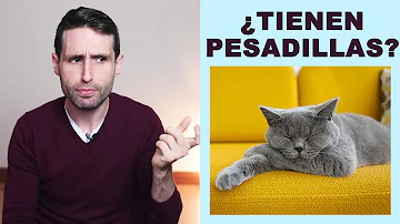 ¿Puede un gato tener una pesadilla?