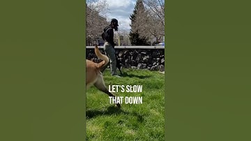 REACTIVE DOG TRAINING TIP #shorts