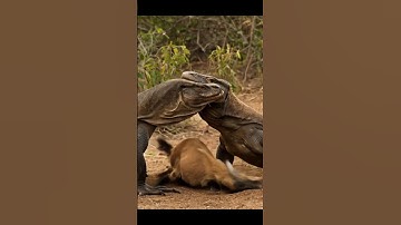 Komodo Dragons Battle #shorts #animals #wildanimals #nature #wildlife #reptile #love #ai