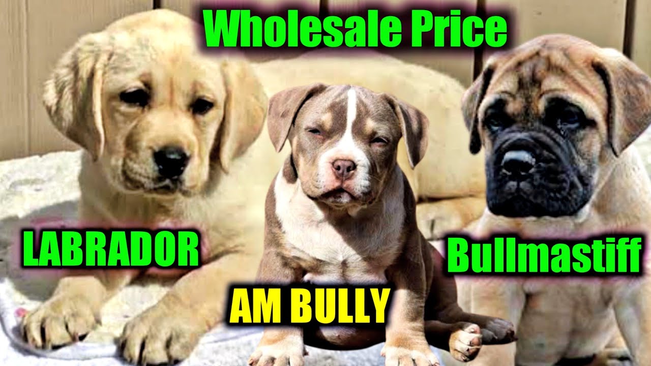 Show quality labrador || bullmastiff puppies || American bully | All  India delivery ✈️