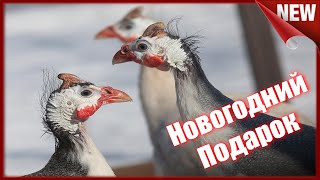 Цесарки. Условия содержания, разведения и помещение для Цесарок ???