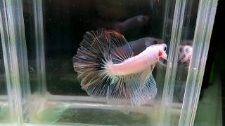 大台南展示級鬥魚 170531-5