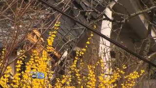 Fallen Trees Damage Homes and Power Lines