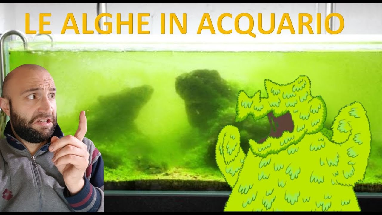 Le alghe in acquario, come, dove, quando e perchè. ore 21.00 - YouTube