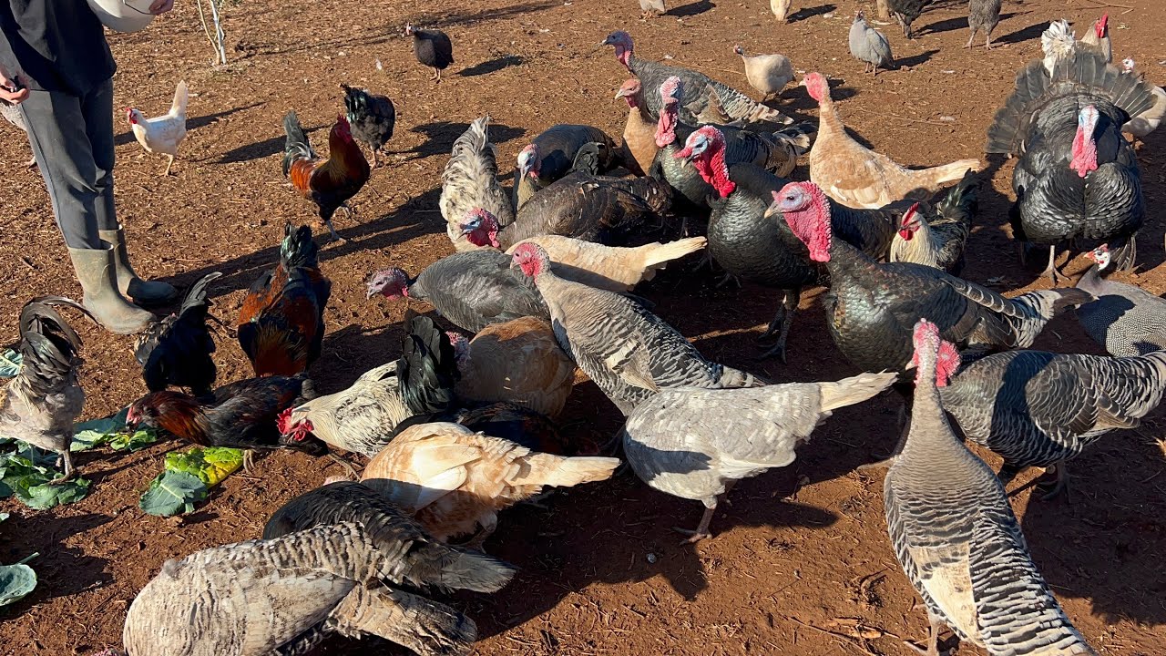 Noviteti na ranču 🤠