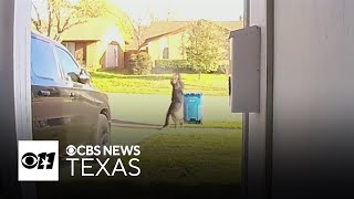 Arrest made in Lewisville shooting caught on doorbell camera