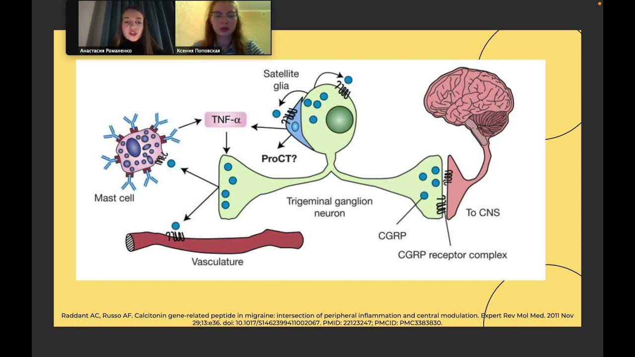 Цефалгологи. Патогенез мигрени CGRP. Агонисты синтеза CGRP. CGRP пептид. CGRP (кальцитонин-ген родственный пептид).