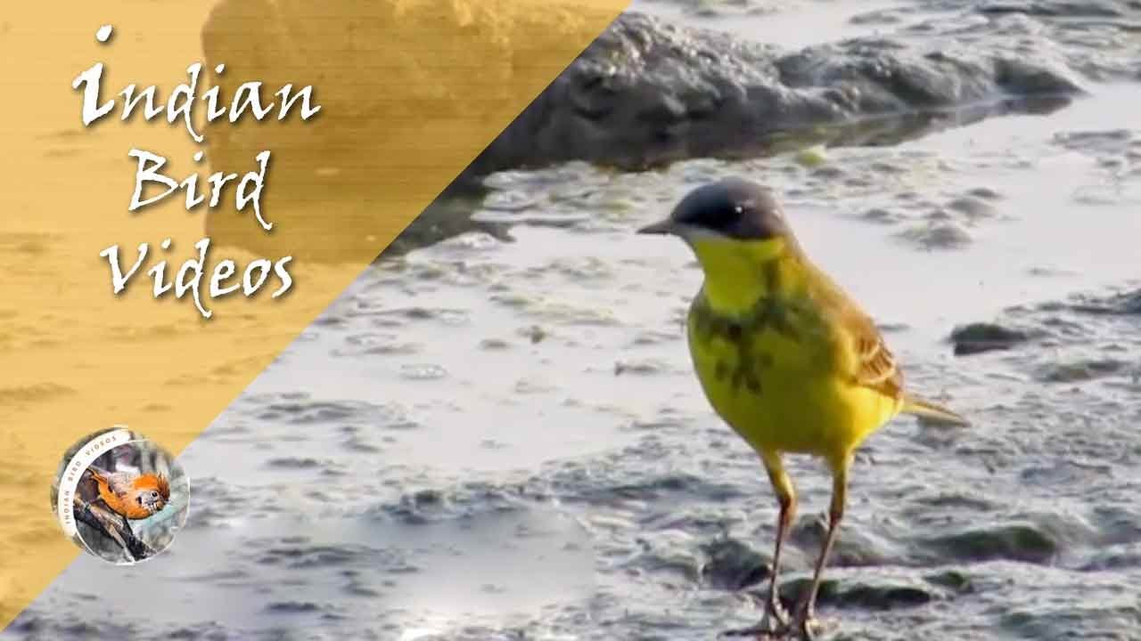 The Western Yellow Wagtail (Motacilla flava) - Indian Bird Videos