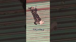 Kucing gantung di besi, kasian banget🥺