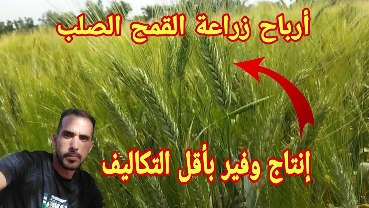 زراعة القمح الصلب الݣمح صنف كريم كم ينتج الهكتار وكم تكلفته