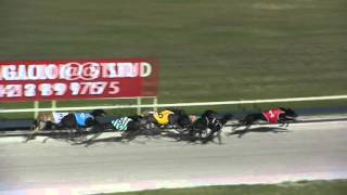 Albion-Park-02112015-Race-2