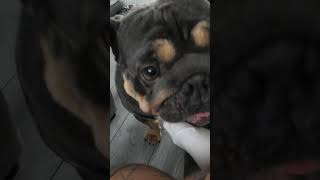 An Onion loosing his sh*t!  #dogsoftiktok #bulldog #dogsofyoutube