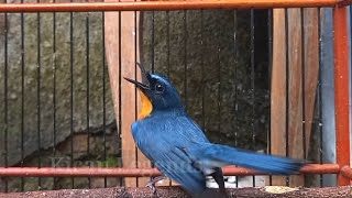 Pancingan tledekan gunung agar gacor bongkar isian