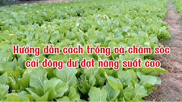 Cách gieo trồng và chăm sóc cải đông dư đạt năng suất cao 