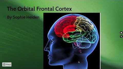 Orbital Frontal Cortex