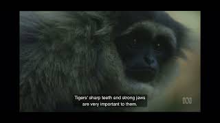 Big Ted Big Adventure Tigers