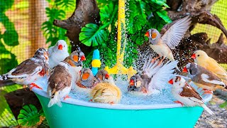 Happy Zebra Finches singingrelaxing4Ksonginmorning: Morning sweet Melodies and Splashing in Water