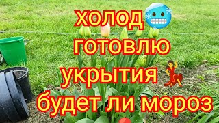 #укрываю виноград #будет ли мороз