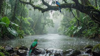 NO ADS Soft Drizzle in a Hidden Jungle | Relaxing Rain & Tropical Birdsong Ambience