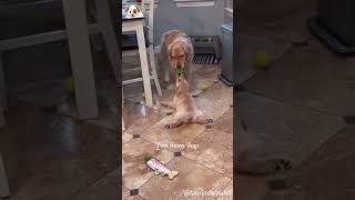 Two funny dogs #animals #dog #happydog #funny #fyp #pet #foryou