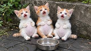 “Please Help Us…” The Hungry Cries of These Kittens Brought Tears to My Eyes.