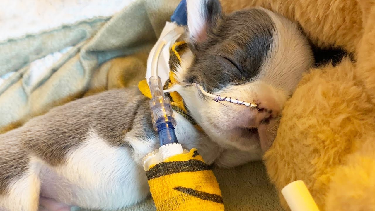 Little Puppy with Cleft Palate Just Wants Love & He Needed Emergency