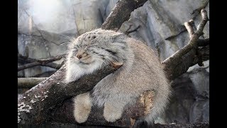 Манул. Кот-медведь Манул. Кот-медведь