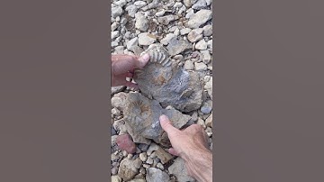 100 million-year-old Texas Ammonite reveal