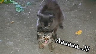 Kucing Kawin Menjerit Keras Sekali - Kucing Kawin Beda Ras