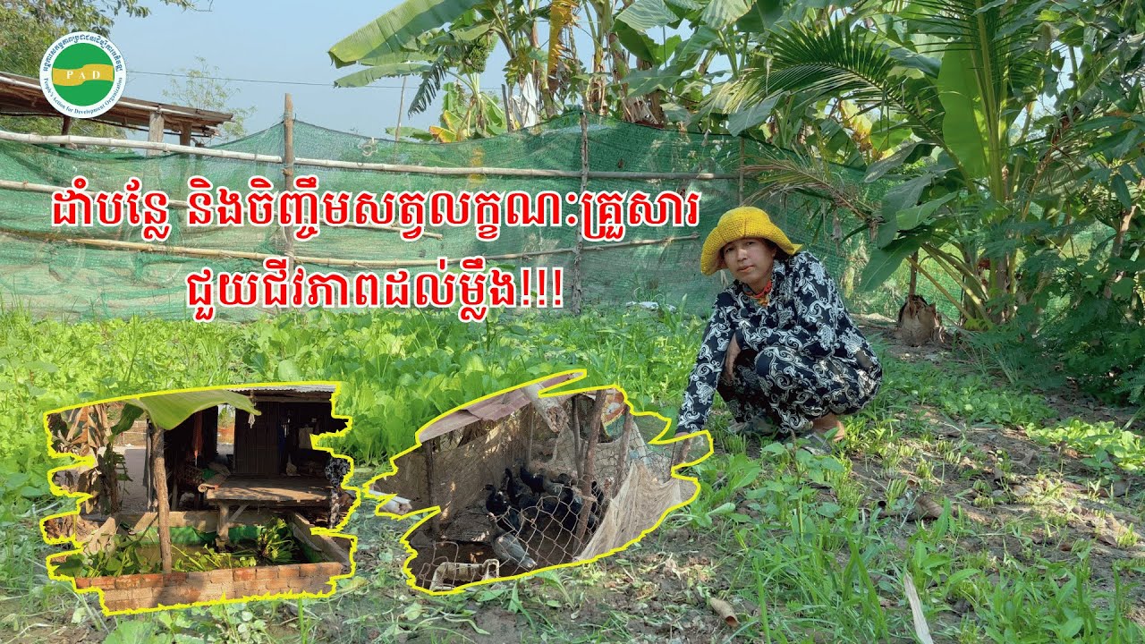 ដាំបន្លែធម្មជាតិនិងចិញ្ចឹមសត្វ ជួយជីវភាពគ្រួសារដល់ម្លឹង!!!